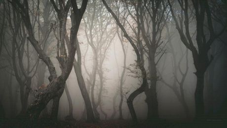 Ce se află în Pădurea Baciu și de ce au fost semnalate acolo fenomene paranormale