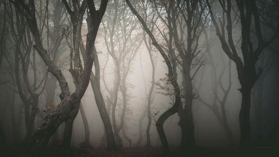 Ce se află în Pădurea Baciu și de ce au fost semnalate acolo fenomene paranormale