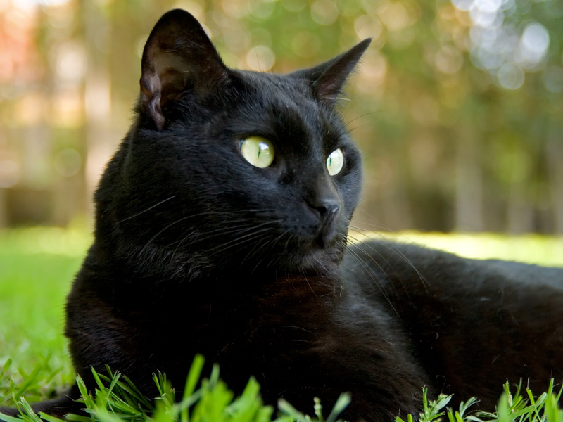 Dacă o pisică neagră iți taie calea e semn că ceva rău se va întâmpla.