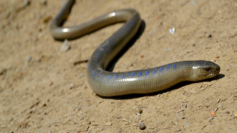 Trei exemple de animale fără picioare. Cum ”merg”, de fapt, acestea?