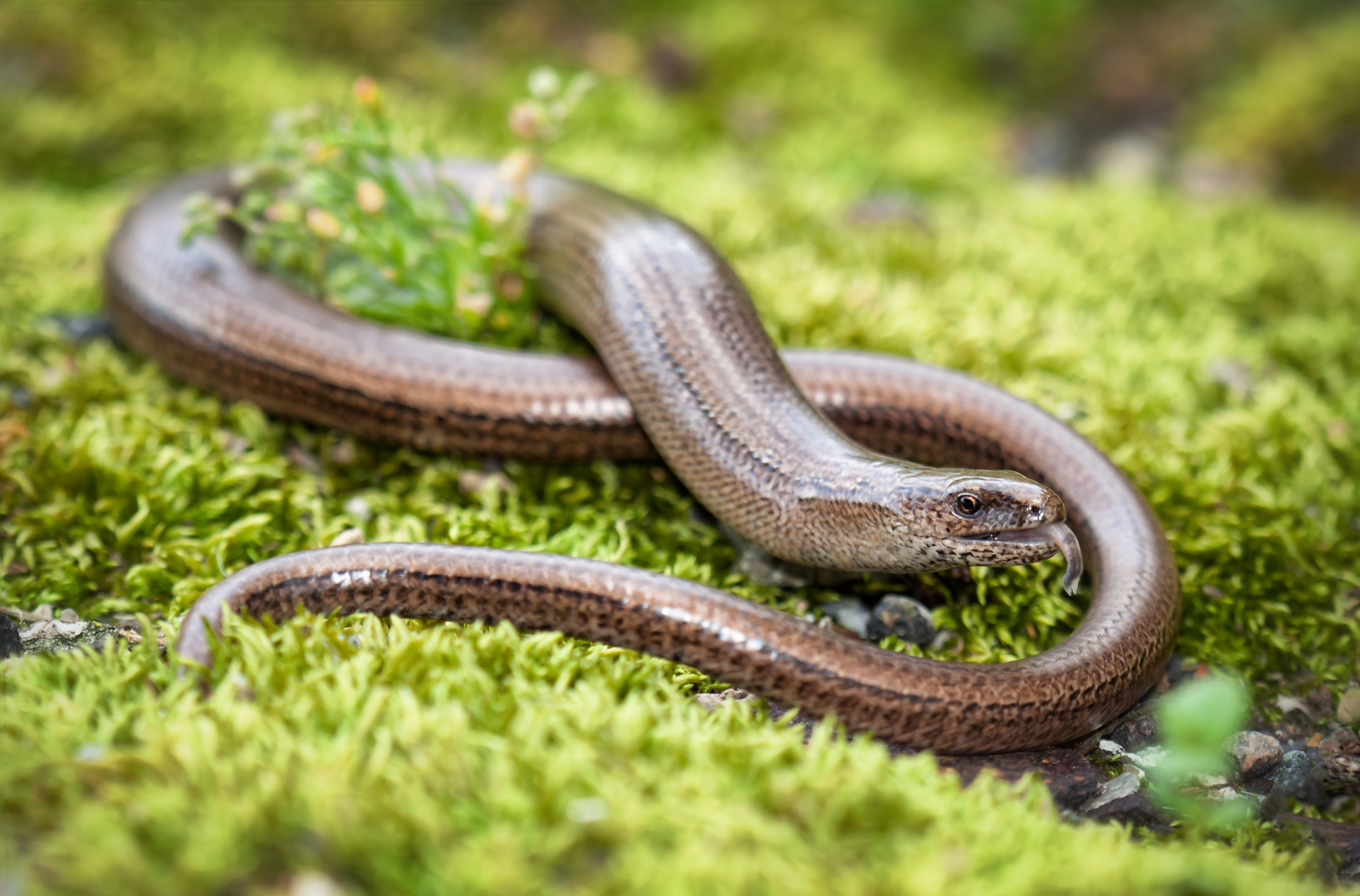 Naparca, sarpele de sticla sau soparla fara picioare