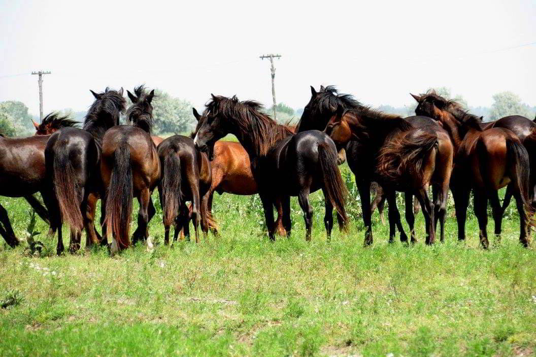 Caii sălbatici din Pădurea Letea
