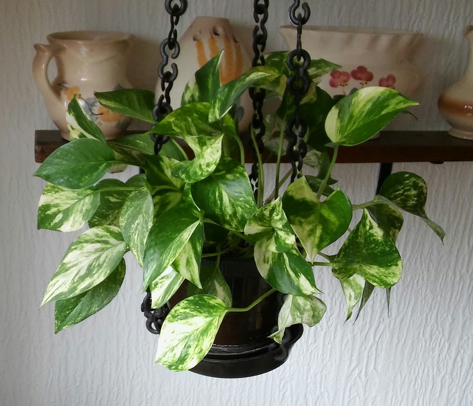 Epipremnum