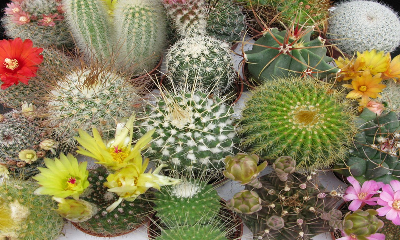 cactusi