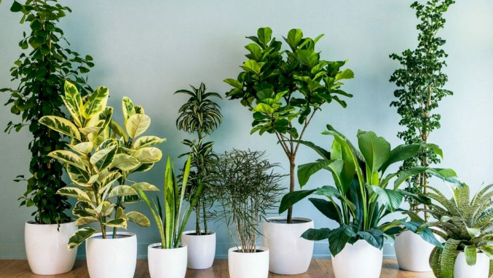 Top 8 cele mai rezistente plante de cameră. Practic, nu mor niciodată!