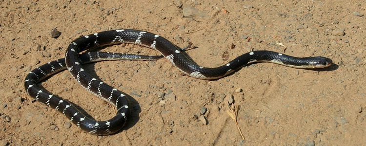 Aşa arată un exemplar de Krait Malaez