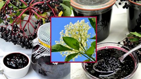 Rețetă de dulceață de soc. Cum se prepară și de ce ingrediente ai nevoie