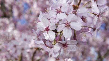 Tradiții și obiceiuri de 1 martie. Ce este bine să faci în această zi, pe lângă să dăruiești flori și mărțișoare femeilor