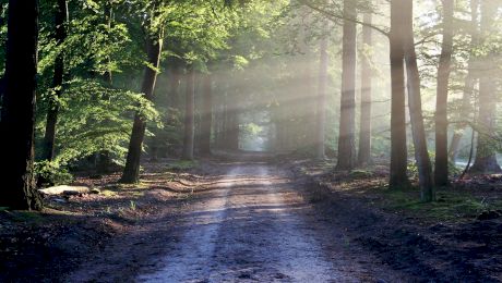 Ce salarii au angajații de la Garda Forestieră cu tot cu bonusuri și sporuri