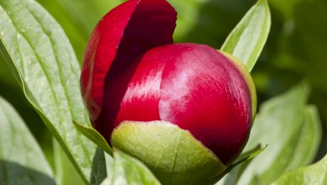 Ce plante și flori sunt ocrotite prin lege în România și ce riști dacă le rupi