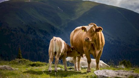 Ce este, de fapt, carnea de mânzat? De la ce animale provine acest timp de carne