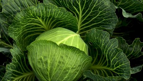 Câtă sare trebuie să pui la varza murată în funcție de kilogramele butoiului