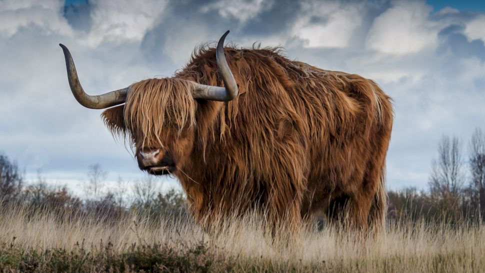 Ce înseamnă, de fapt, când visezi un taur care te aleargă. Dicționarul Viselor