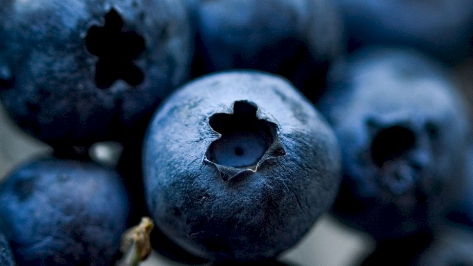 Coacăzele negre vs. coacăzele roșii. Care sunt diferențele dintre ele