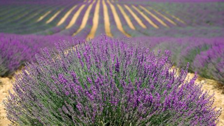 Lavanda. Cum se cultivă corect, 10 curiozități și ce profituri poate aduce