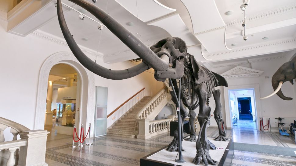 Ce poți vedea la muzeul Antipa. Scurt istoric și personalități marcante