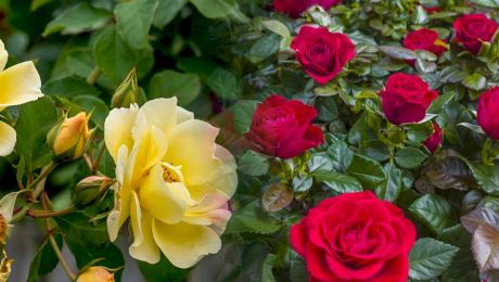 Plantarea și îngrijirea trandafirilor fără rădăcină: Ghid pas cu pas