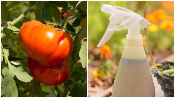 Când să stropim roșiile cu lapte: Utilizări și beneficii