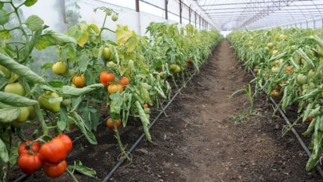 La ce temperatură mor roșiile? Factori care afectează cultura