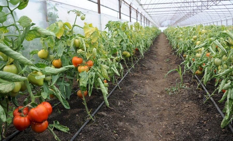 La ce temperatură mor roșiile? Factori care afectează cultura