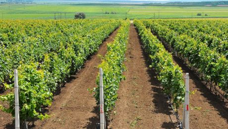 Când să stropești via cu piatră vânătă: Sfaturi pentru viticultori