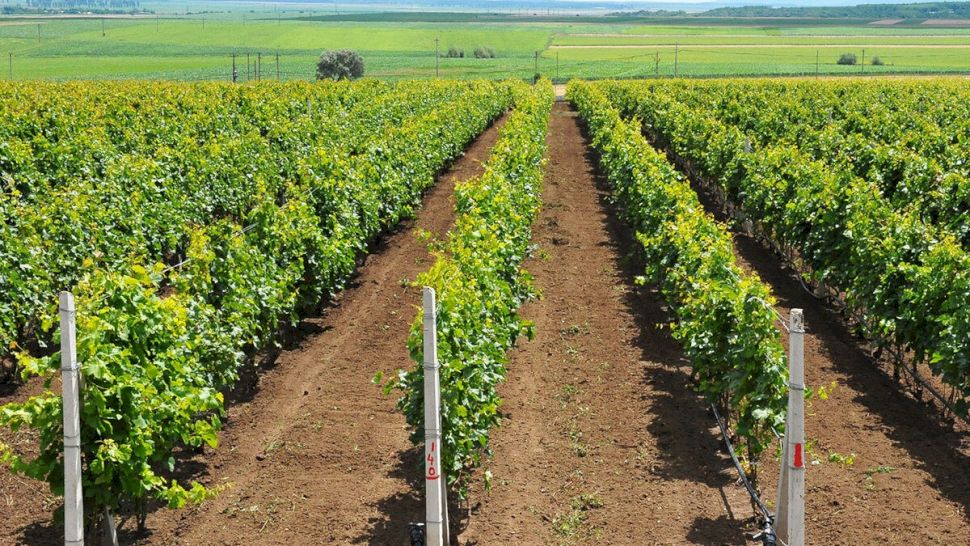 Când să stropești via cu piatră vânătă: Sfaturi pentru viticultori