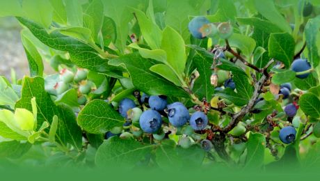 La ce distanță se plantează afinul? Ghid pentru o cultură sănătoasă