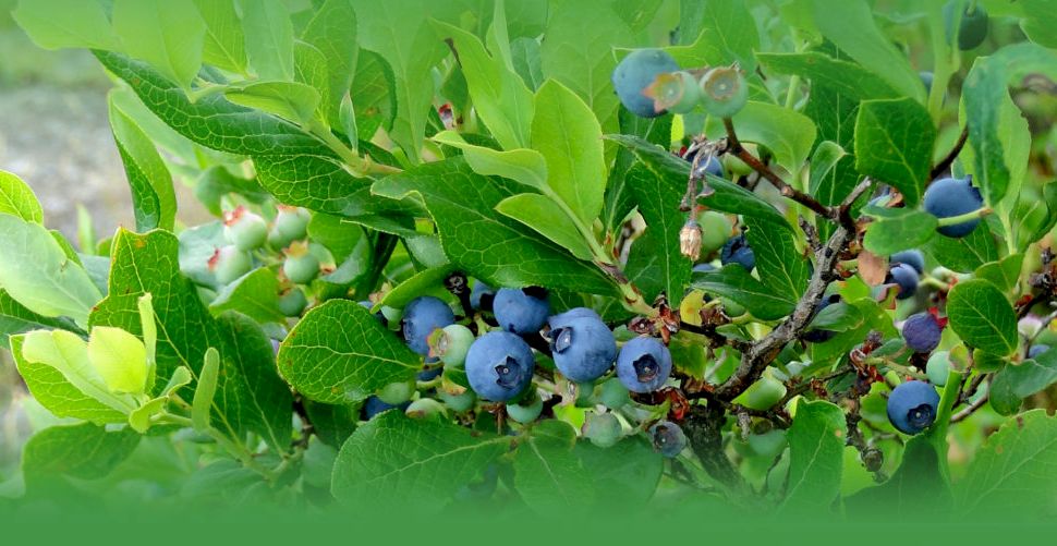 La ce distanță se plantează afinul? Ghid pentru o cultură sănătoasă