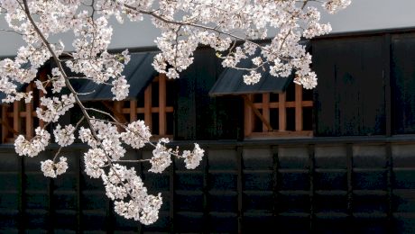 Cum să tai corect pomii fructiferi: Sfaturi pentru o tăiere eficientă