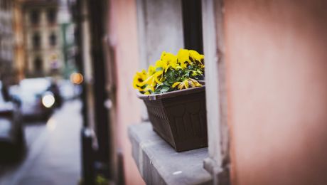 Insecticid pentru flori de ghiveci: Protejează-ți plantele de interior