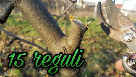 Tăierea pomilor fructiferi primăvara: Perioada și regulile de bază