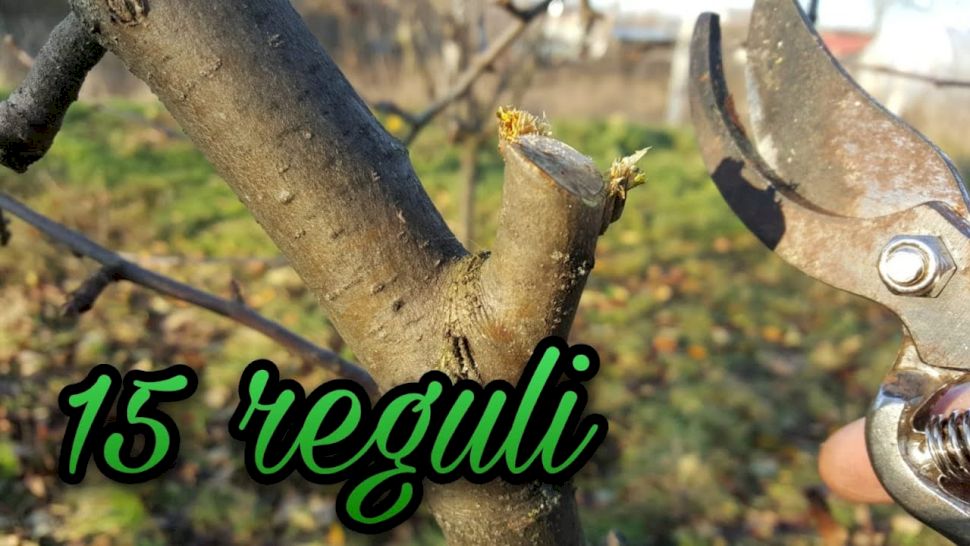 Tăierea pomilor fructiferi primăvara: Perioada și regulile de bază