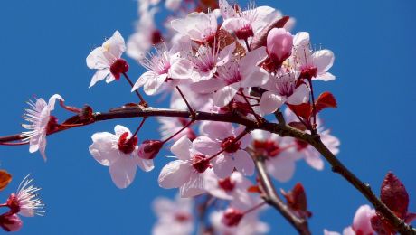 Tăieri în verde la pomi: Metode și momente potrivite