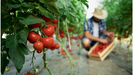 Când să plantezi semințele de roșii pentru răsaduri? Calendarul complet