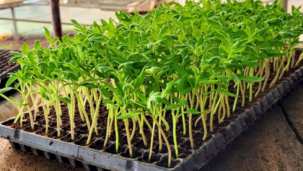 Când să punem răsadurile de roșii? Ghid pentru o plantare reușită