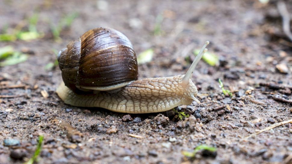 Soluții pentru combaterea melcilor fără cochilie: Protejează-ți grădina
