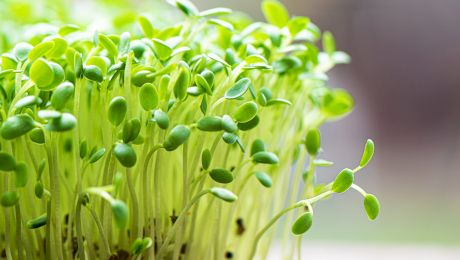 Cum să crești rucola în propria ta grădină