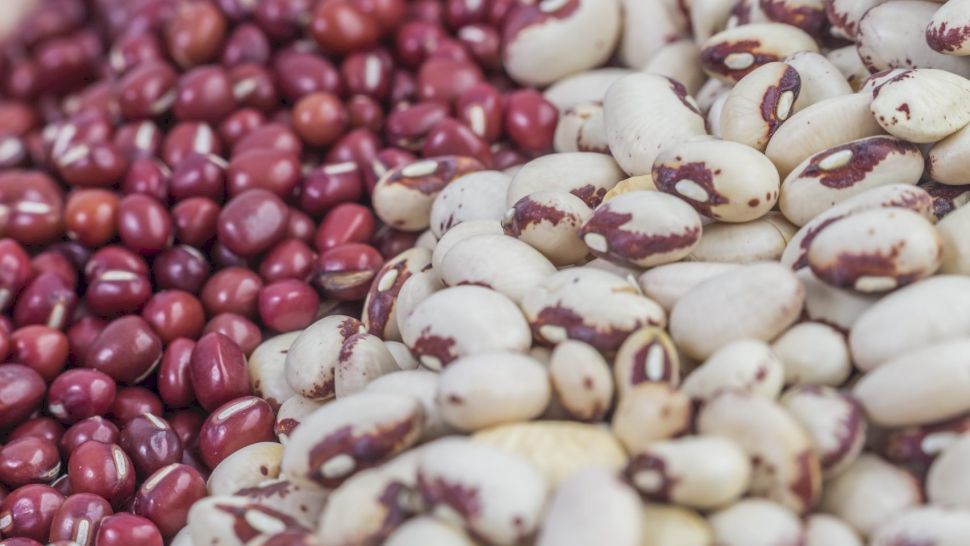 Câte boabe de fasole se pun într-un cuib? Ghid pentru o recoltă reușită