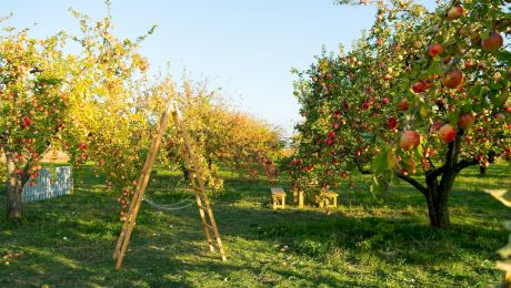 Când să plantezi pomii fructiferi? Ghid pentru plantarea corectă