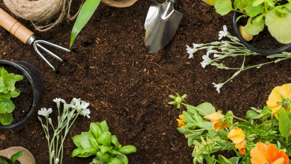 CropMax la 10 litri de apă: Dozare corectă pentru o creștere sănătoasă a plantelor