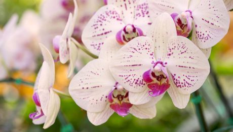 Plante de apartament cu flori: Alegerea celor mai frumoase specii