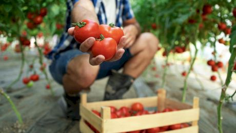 La ce distanță se plantează roșiile în grădină? Optimizarea spațiului pentru o producție maximă