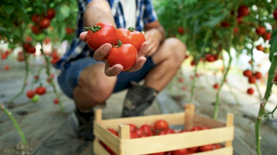 La ce distanță se plantează roșiile în grădină? Optimizarea spațiului pentru o producție maximă