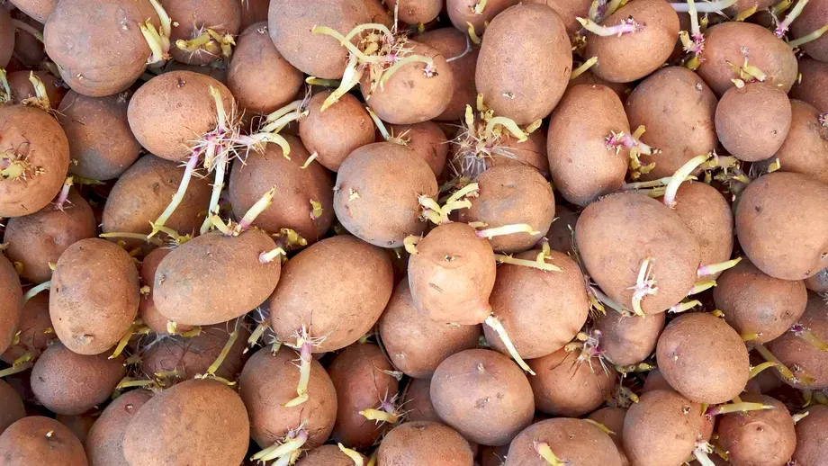 Fructul pe care e bine să-l pui în sacul cu cartofi ca aceștia să nu mai încolțească. Secretul care te ajută să-i păstrezi în casă mai mult timp