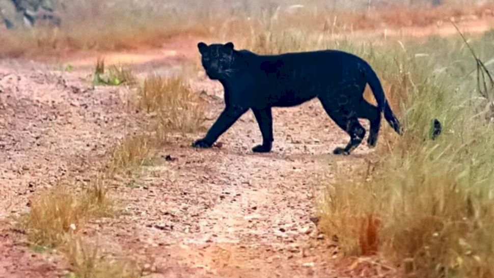 Pantera neagră care ar fi fost văzută pe raza județului Giurgiu ar fi, de fapt, un alt animal. La ce concluzie au ajuns autoritățile din Bulgaria.