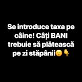 Șoc pentru stăpânii de animale! Se bagă taxă pe câine. Cât vei plăti pe zi