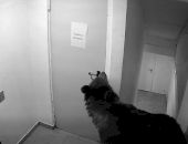 Teroare în Poiana Brașov: un urs a pătruns într-un hotel! Ce s-a întâmplat la 112