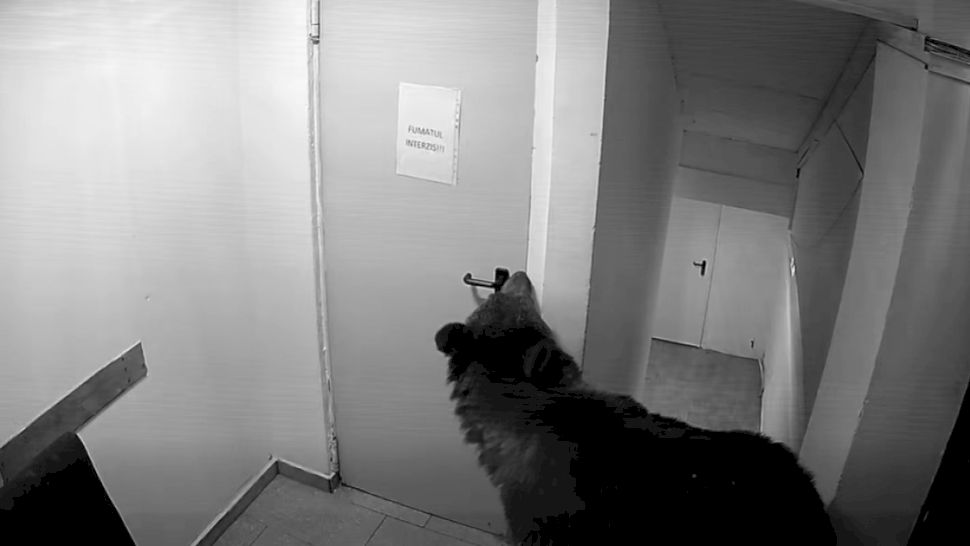 Teroare în Poiana Brașov: un urs a pătruns într-un hotel! Ce s-a întâmplat la 112