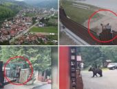 Orașul în care urșii umblă pe străzi ca în pădure! Ce măsuri iau autoritățile