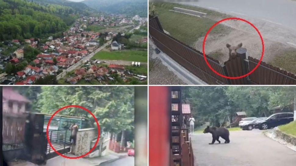 Orașul în care urșii umblă pe străzi ca în pădure! Ce măsuri iau autoritățile